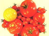 70123CrLeShReRo - Tomatoes!!!   Each New Day A Miracle  [  Understanding the Bible   |   Poetry   |   Story  ]- by Pete Rhebergen